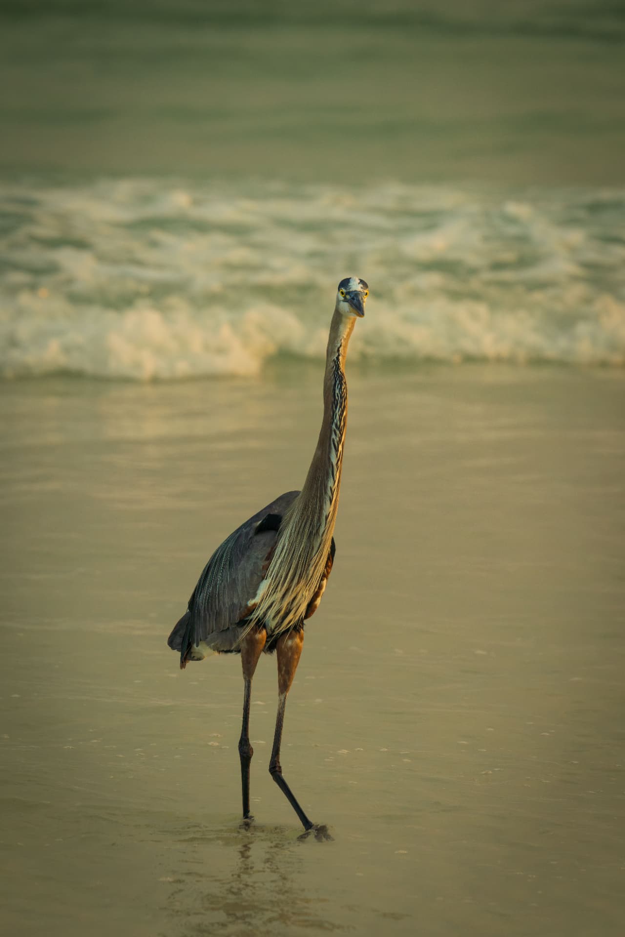 Great blue heron wading in the surf on an Emerald Coast beach, Florida (photo: Dmytro, Pexels)
