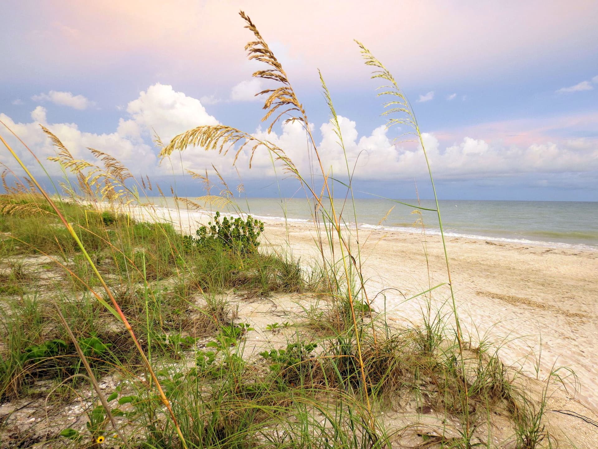 Sea oats and white sand along Sanibel Island's Gulf shoreline