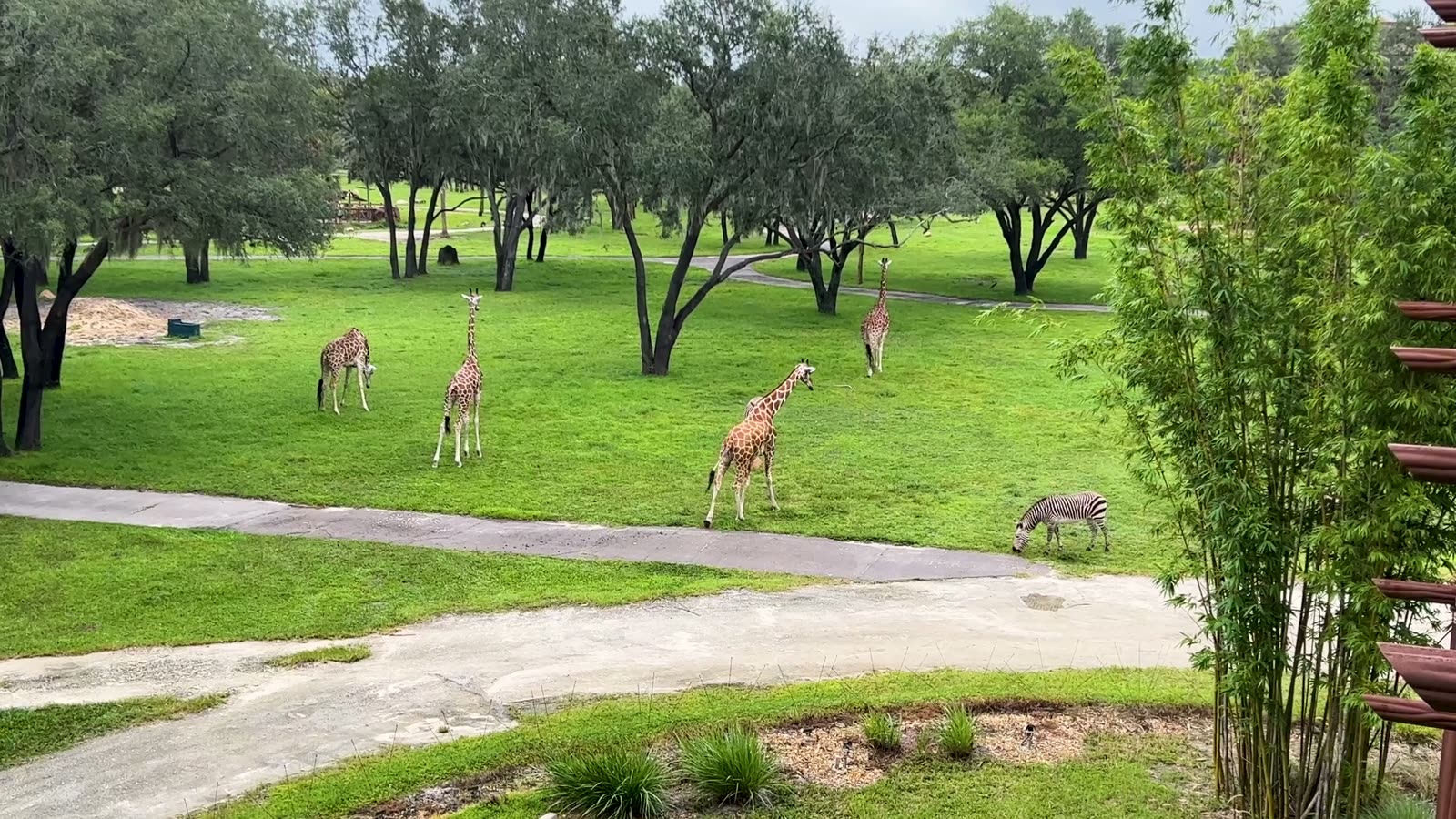 Giraffes and a zebra grazing on a green savanna near Walt Disney World, Florida