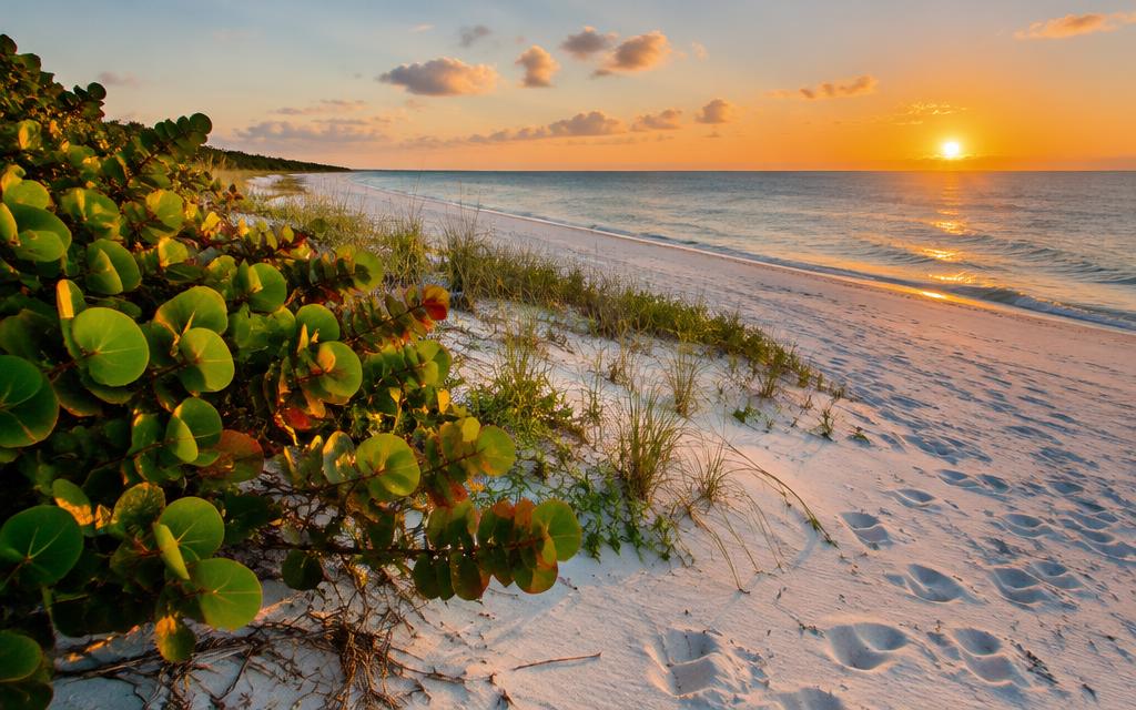 Quiet island beach and sea grapes at golden hour