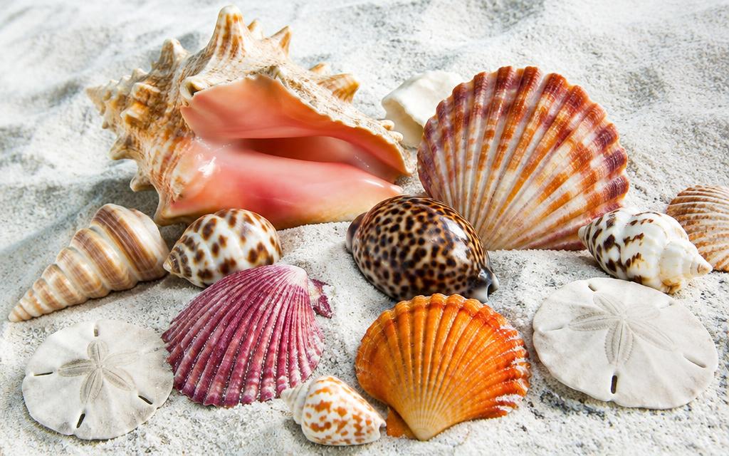 Colorful seashells arranged on white sand